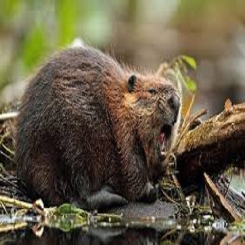 Don't fear the beaver.