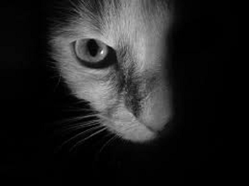 Technically, white cougar.