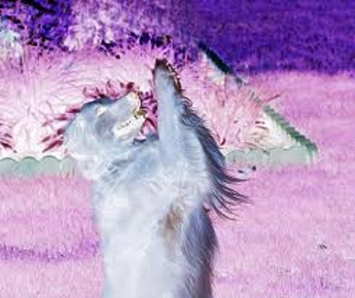 Hallowed are thou who bark in heaven.