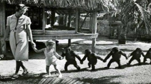 Alas primate, we knew thee well...